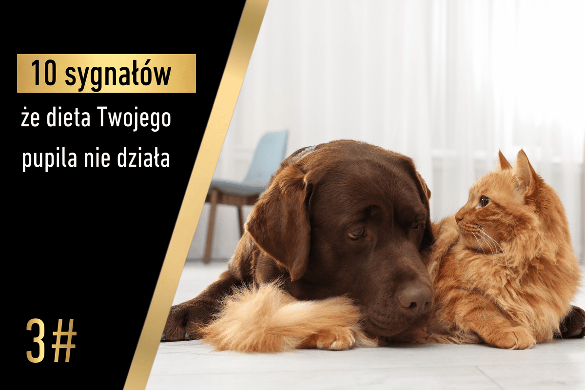 Sygnał 3 - 10 sygnałów, że dieta Twojego pupila nie działa