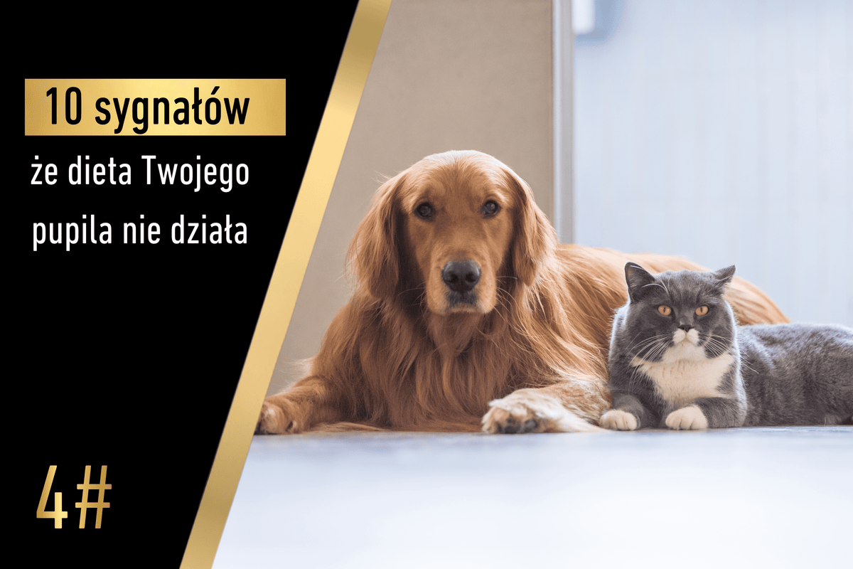 Sygnał 4 - 10 sygnałów, że dieta Twojego pupila nie działa