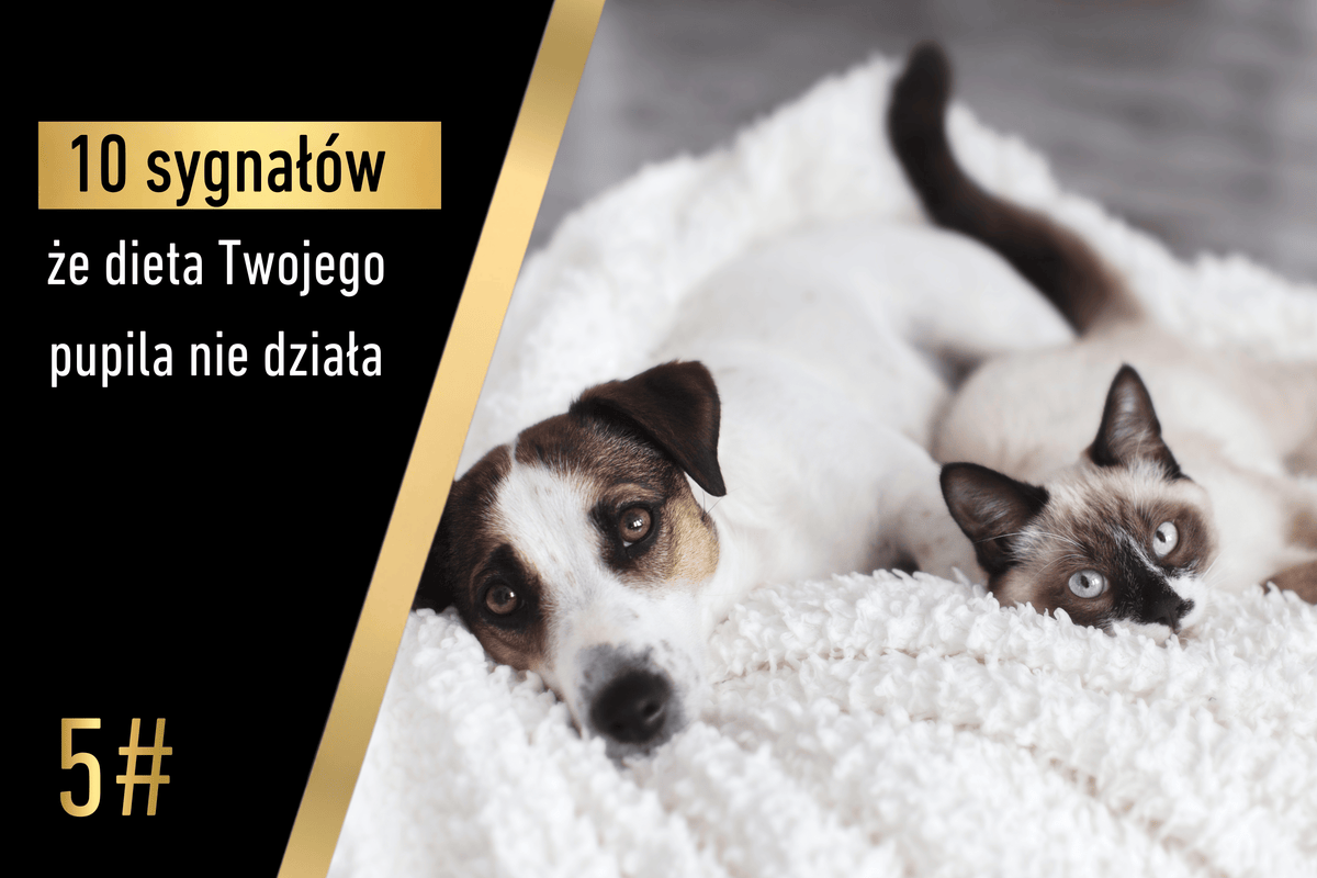Sygnał 5 - 10 sygnałów, że dieta Twojego pupila nie działa