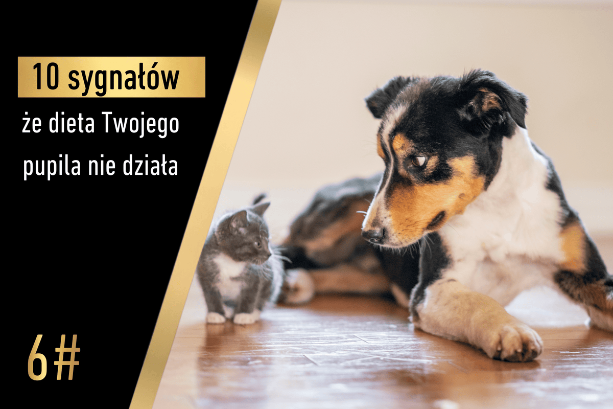Sygnał 6 - 10 sygnałów, że dieta Twojego pupila nie działa