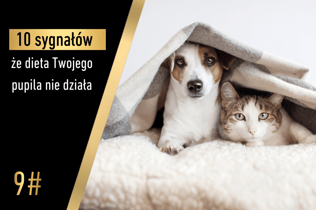 Sygnał 9 - 10 sygnałów, że dieta Twojego pupila nie działa