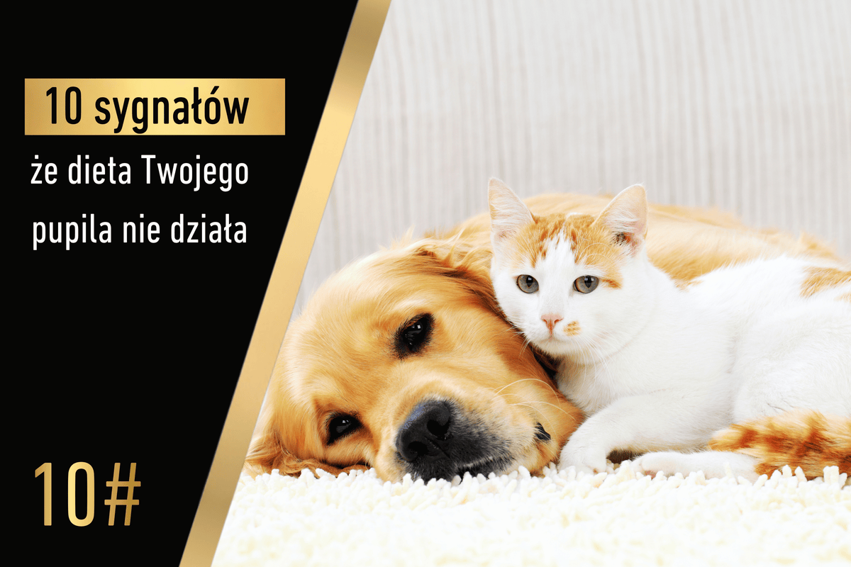 Sygnał 10 - 10 sygnałów, że dieta Twojego pupila nie działa