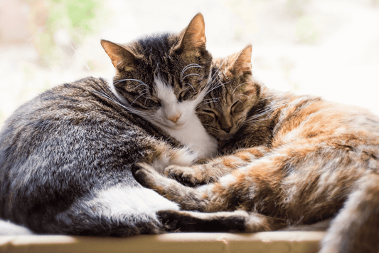 Karma dla Kota Sterylizowanego - Co Zmienia się po Zabiegu i Jak Dostosować Dietę