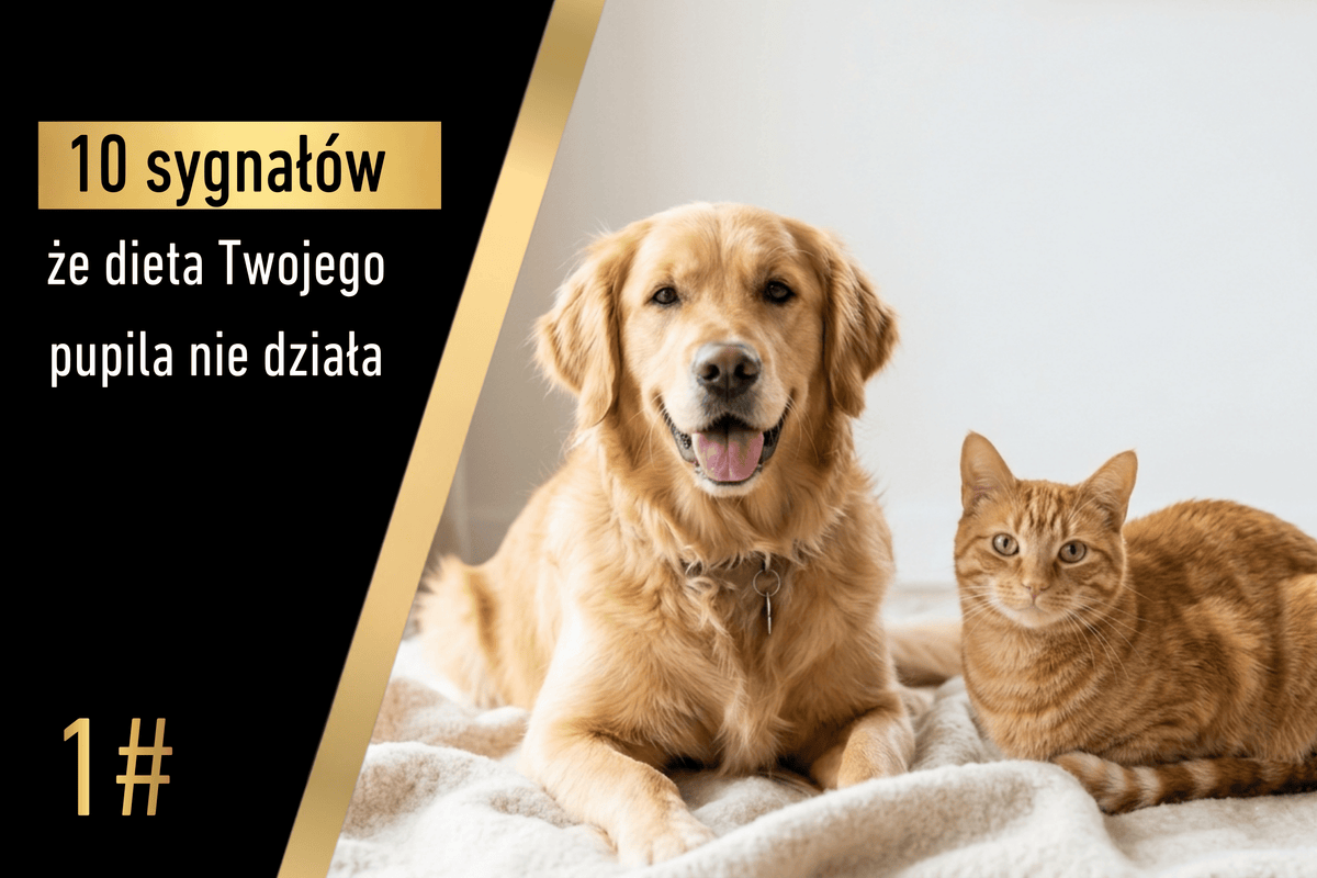 Sygnał 1 - 10 sygnałów, że dieta Twojego pupila nie działa