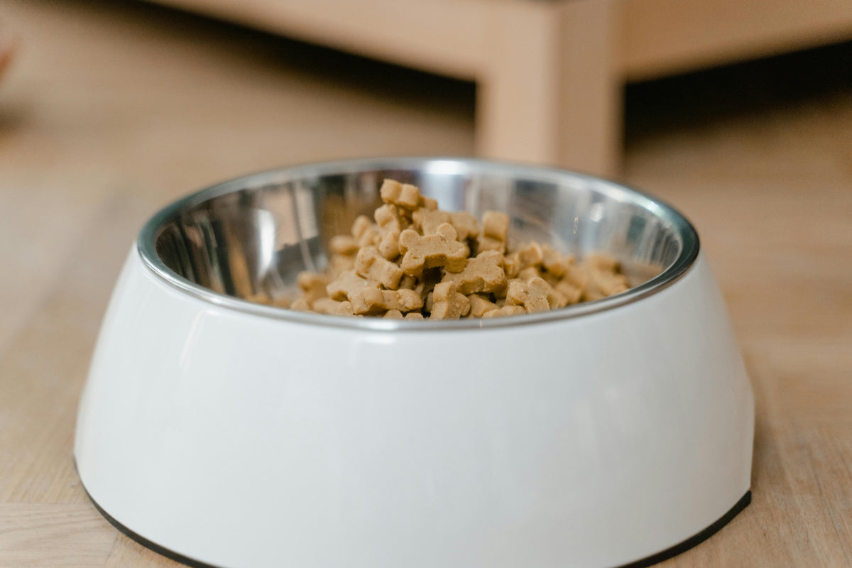Mono-protein w praktyce - kiedy dieta jednobiałkowa naprawdę pomaga psu?