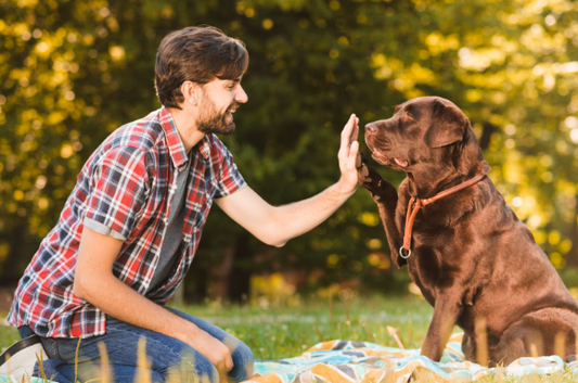 Jak dobrać mokrą karmę do wieku, rasy i stylu życia psa - praktyczny przewodnik opiekuna